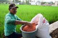 Petani Kabupaten Malang Lakukan Perawatan Tanaman Padi