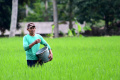 Petani Kabupaten Malang Lakukan Perawatan Tanaman Padi