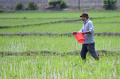 petani-melakukan-pemupukan-padi-dengan-pupuk-urea-dan-npk_20221001_141443.jpg