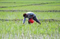 Petani Melakukan Pemupukan Padi Dengan Pupuk Urea dan NPK