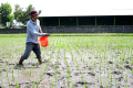 Petani Melakukan Pemupukan Padi Dengan Pupuk Urea dan NPK
