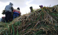 petani-padi-melakukan-perontokan-gabah-melalui-proses-mekamis_20230317_002449.jpg