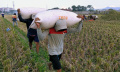 Petani Padi Melakukan Perontokan Gabah Melalui Proses Mekamis