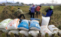 Petani Padi Melakukan Perontokan Gabah Melalui Proses Mekamis