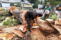 Pohon Damar Usia Puluhan Tahun Tumbang di Dago Kota Bandung