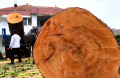 pohon-damar-usia-puluhan-tahun-tumbang-di-dago-kota-bandung_20230802_205454.jpg