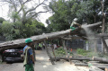 pohon-tumbang-menimpa-mobil-di-kawasan-kertanegara_20240116_190517.jpg