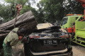 Pohon Tumbang Menimpa Mobil di Kawasan Kertanegara