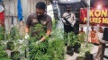 Polsek Ciledug Berhasil Menangkap Penanam Ladang Ganja