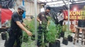 Polsek Ciledug Berhasil Menangkap Penanam Ladang Ganja