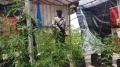 Polsek Ciledug Berhasil Menangkap Penanam Ladang Ganja