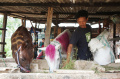 potret-perawatan-kuda-pekerja-di-pulo-jahe_20210901_190301.jpg