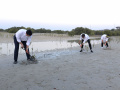 Presiden Joko Widodo Tanam Mangrove di Abu Dhabi