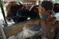 presiden-jokowi-kurban-sapi-jenis-metal-berbobot-1-ton-lebih_20200728_141119.jpg
