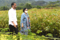 Presiden Jokowi Tinjau Persemaian Modern Rumpin Bersama Megawati