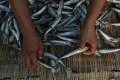 produksi-ikan-cue-di-muara-baru_20240427_214550.jpg