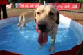 Purina Alpo Dog Run 2015