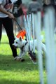 Purina Alpo Dog Run 2015