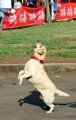 Purina Alpo Dog Run 2015