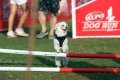 Purina Alpo Dog Run 2015