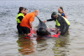 ratusan-paus-pilot-mati-terdampar-di-australia_20220923_134702.jpg