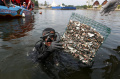 restorasi-kerang-hijau-untuk-pelestarian-laut-ancol_20240428_164328.jpg