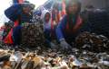 restorasi-kerang-hijau-untuk-pelestarian-laut-ancol_20240428_164347.jpg