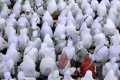 Ribuan Calon Jemaah Haji Kota Bandung Ikuti Bimbingan Manasik