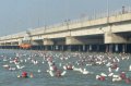 Ribuan Marinir Berenang Melintasi Selat Madura 