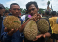 Ribuan Warga Berebut Durian saat Kenduren Wonosalam