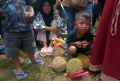 Ribuan Warga Berebut Durian saat Kenduren Wonosalam