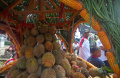 Ribuan Warga Berebut Durian saat Kenduren Wonosalam