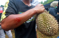 Ribuan Warga Berebut Durian saat Kenduren Wonosalam