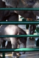 risma-beri-nama-dumbo-pada-bayi-gajah-kbs_20190731_084648.jpg