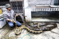 Riyan Nurhayadi, Anggota Komunitas Sahabat Reptil Bekasi