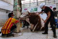 Sapi Kurban Presiden Jokowi Disembelih di RPH Cirangrang Bandung