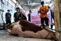 Sapi Kurban Presiden Jokowi Disembelih di RPH Cirangrang Bandung