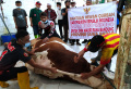 sapi-kurban-presiden-jokowi-disembelih-di-rph-cirangrang-bandung_20220711_215837.jpg