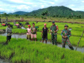 satgas-pamtas-yonif-126kc-bantu-warga-tanam-padi-di-perbatasan_20220406_142134.jpg