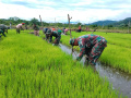Satgas Pamtas Yonif 126/KC Bantu Warga Tanam Padi di Perbatasan
