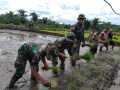Satgas Pamtas Yonif 126/KC Bantu Warga Tanam Padi di Perbatasan
