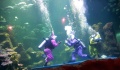 Sea World Hadirkan Rabbit Under Water Show