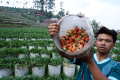 sentra-stroberi-rancabali-kabupaten-bandung_20231030_193820.jpg