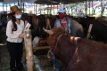 SPG Cantik Layani Pembeli Hewan Kurban di Kandang Sapi Widistia