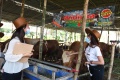 SPG Cantik Layani Pembeli Hewan Kurban di Kandang Sapi Widistia