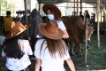 SPG Cantik Layani Pembeli Hewan Kurban di Kandang Sapi Widistia