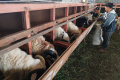 Sunnah Farm Berupaya Cegah Hewan Kurban Bebas PMK
