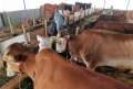 Sunnah Farm Berupaya Cegah Hewan Kurban Bebas PMK