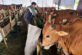 Sunnah Farm Berupaya Cegah Hewan Kurban Bebas PMK