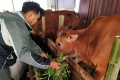 Sunnah Farm Berupaya Cegah Hewan Kurban Bebas PMK